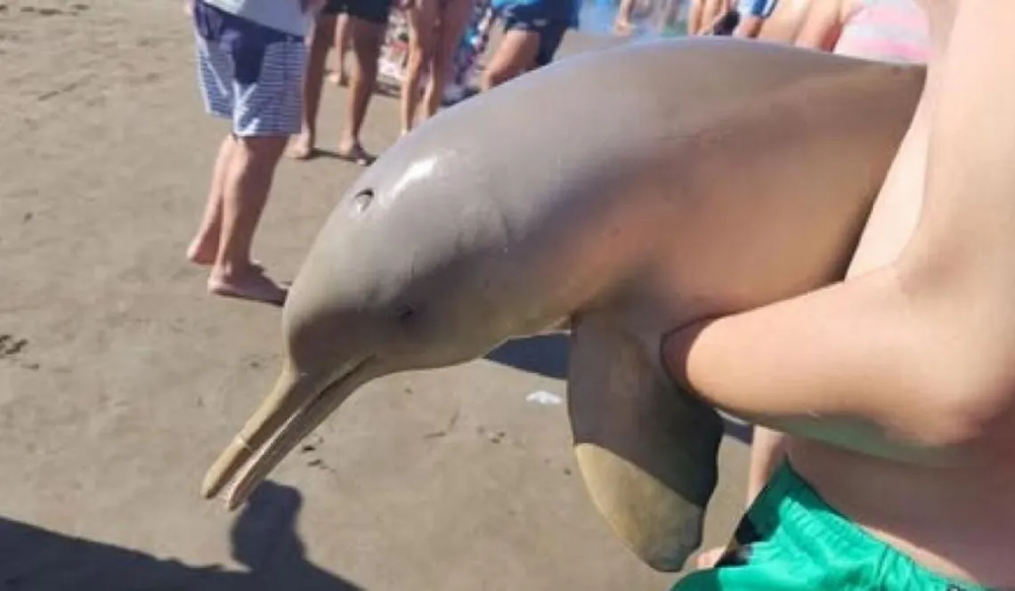 delfin-mar-del-tuyu-mjpg