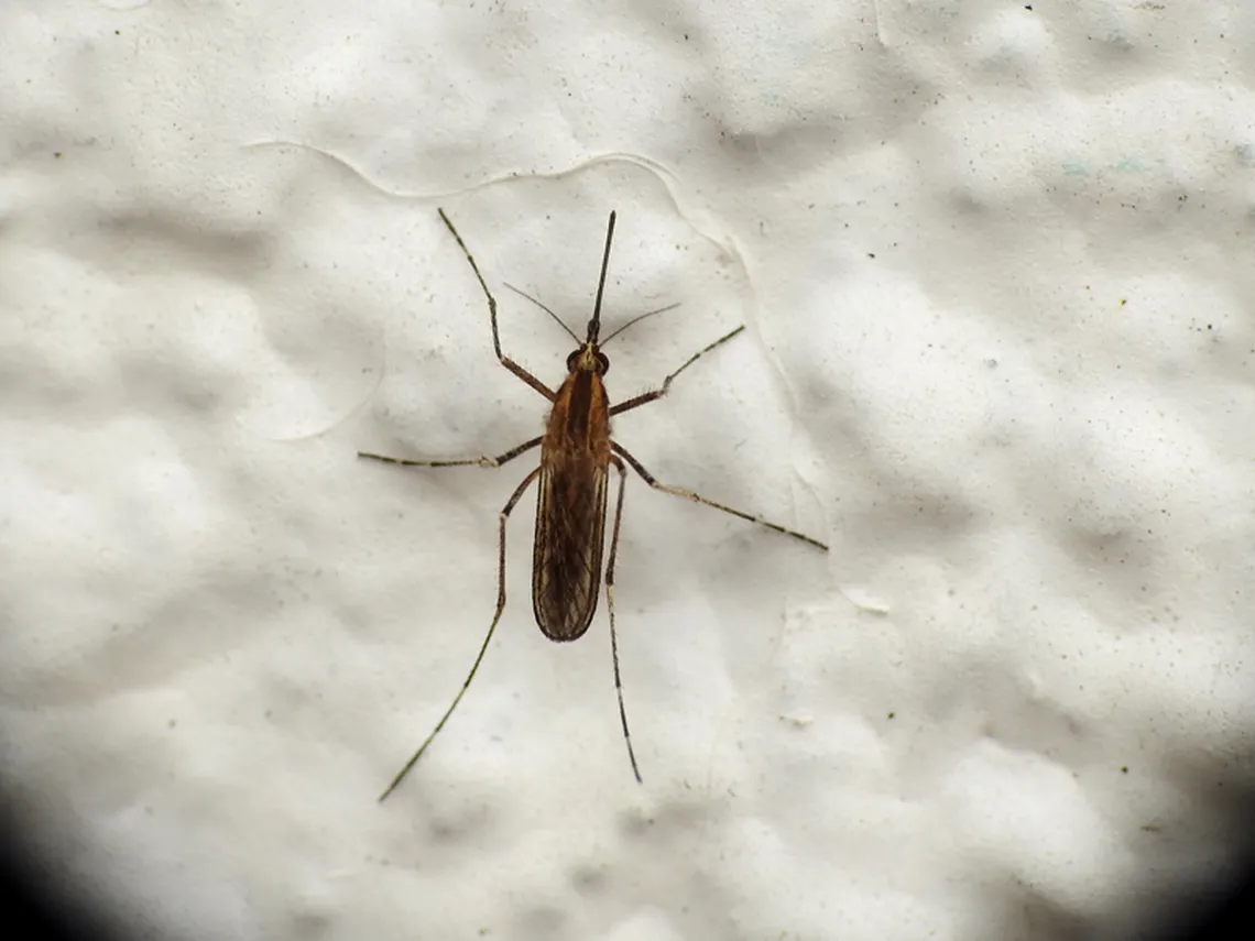 mosquitos-aedes-albifasciatusjpg