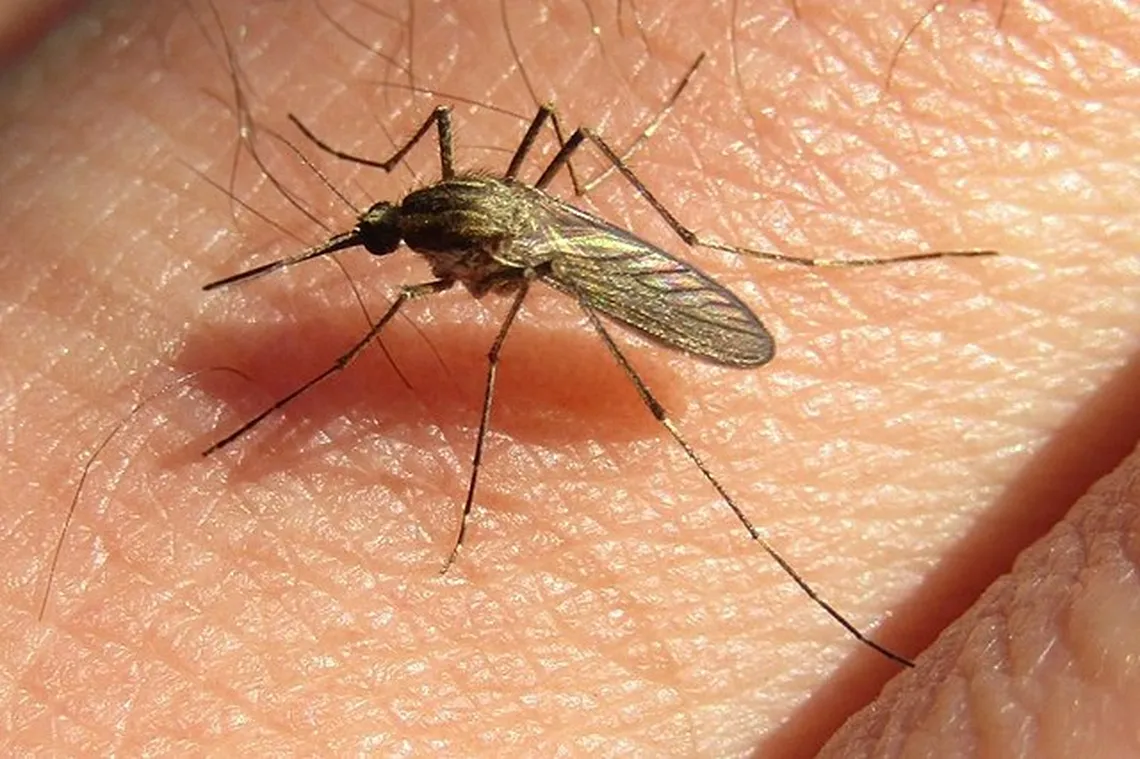aedes_albifasciatus_cc-byjpg